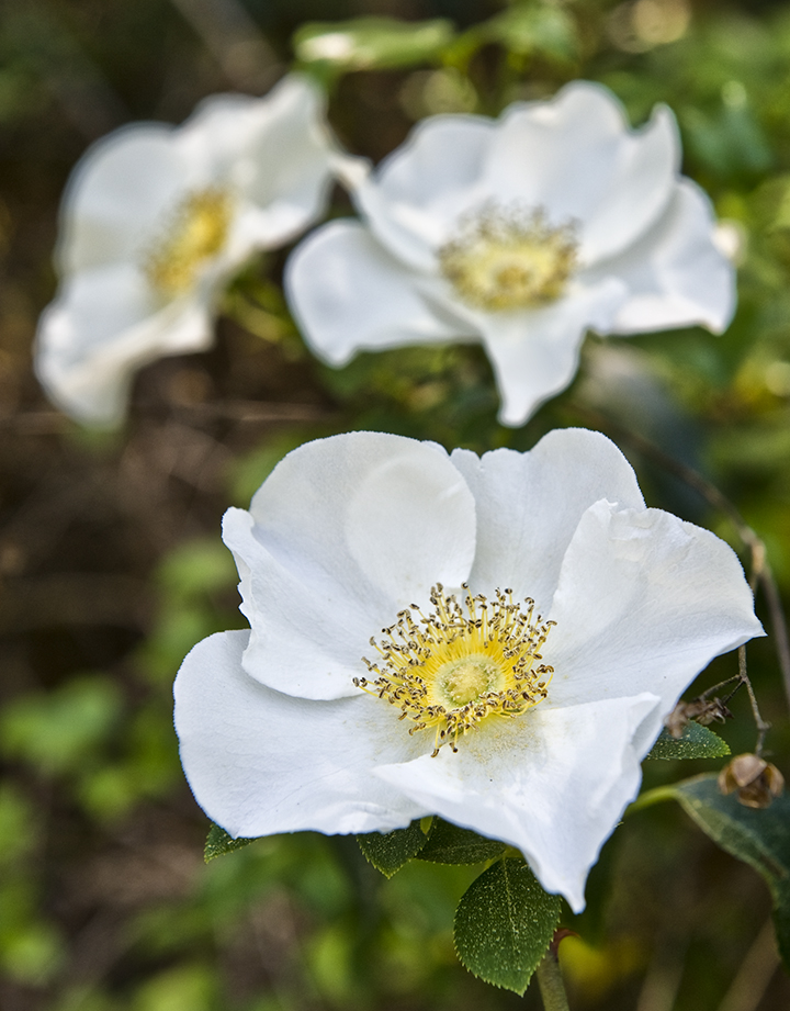 cherokee rose. The Cherokee Rose and “The