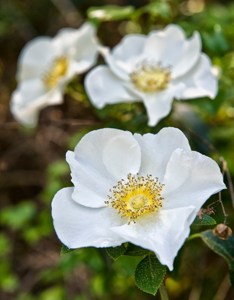 Georgia's State flower, the Cherokee Rose